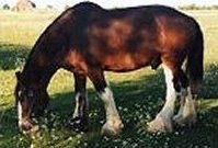 clydesdales.