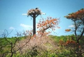 nesting osprey.